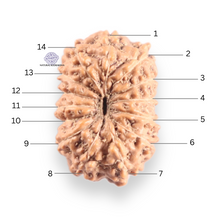 Load image into Gallery viewer, 14 mukhi Indonesian Rudraksha -  Bead No. 421
