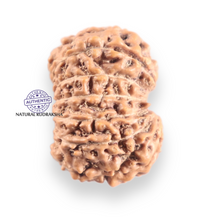 Load image into Gallery viewer, 14 mukhi Indonesian Rudraksha -  Bead No. 421
