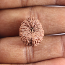 Load image into Gallery viewer, 14 mukhi Indonesian Rudraksha -  Bead No.422
