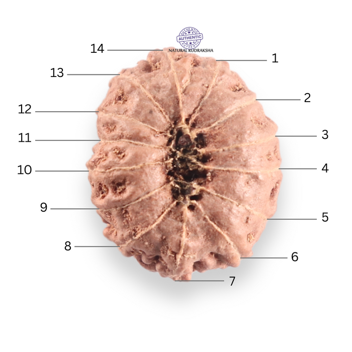 14 mukhi Indonesian Rudraksha -  Bead No.422