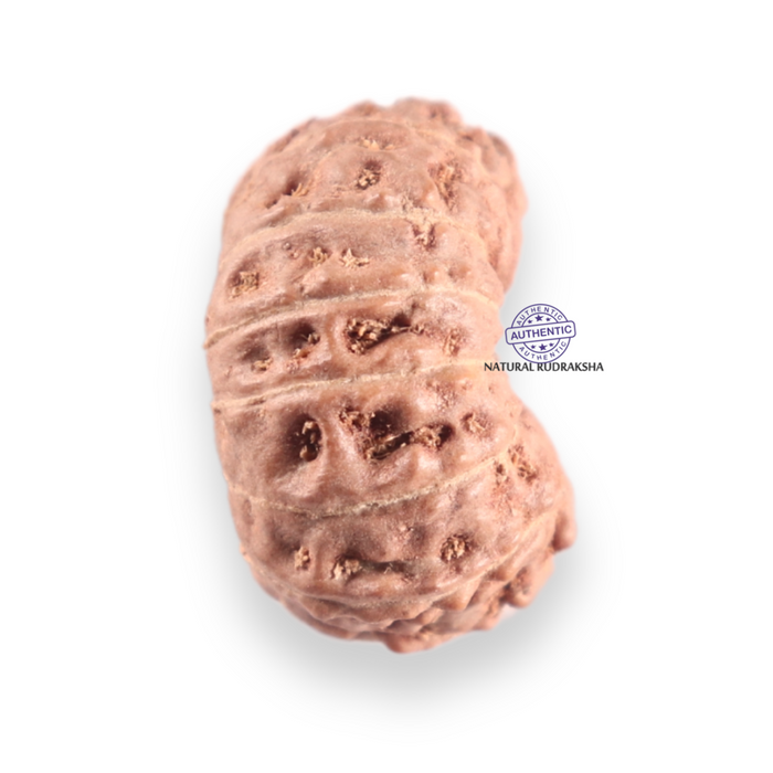 14 mukhi Indonesian Rudraksha -  Bead No.422