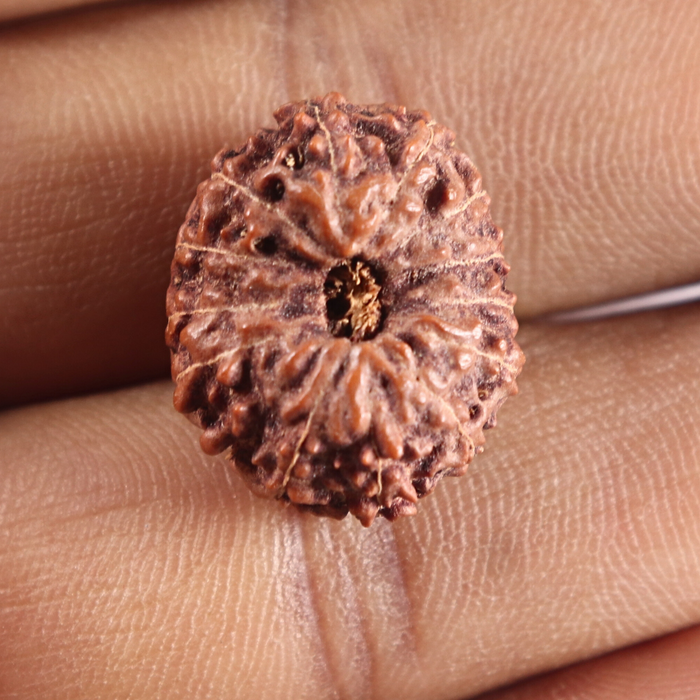 14 mukhi Indonesian Rudraksha -  Bead No.423