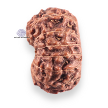 Load image into Gallery viewer, 14 mukhi Indonesian Rudraksha -  Bead No.423
