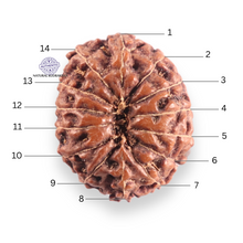 Load image into Gallery viewer, 14 mukhi Indonesian Rudraksha -  Bead No.423
