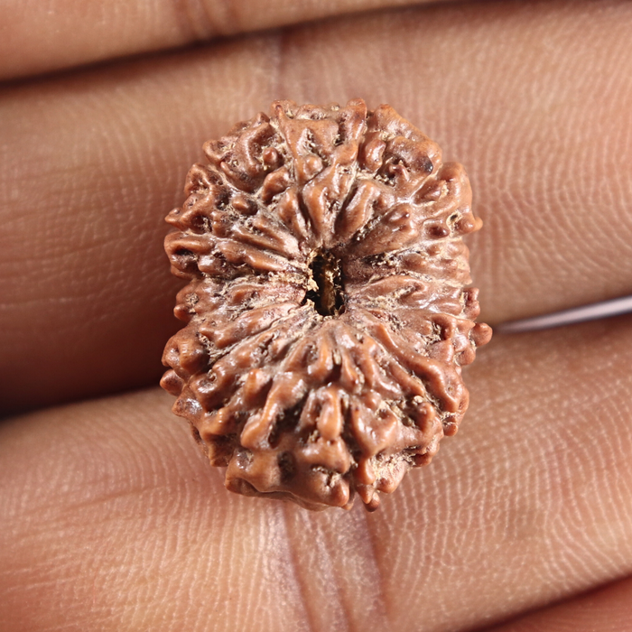 14 mukhi Indonesian Rudraksha -  Bead No.425