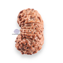 Load image into Gallery viewer, 14 mukhi Indonesian Rudraksha -  Bead No.425
