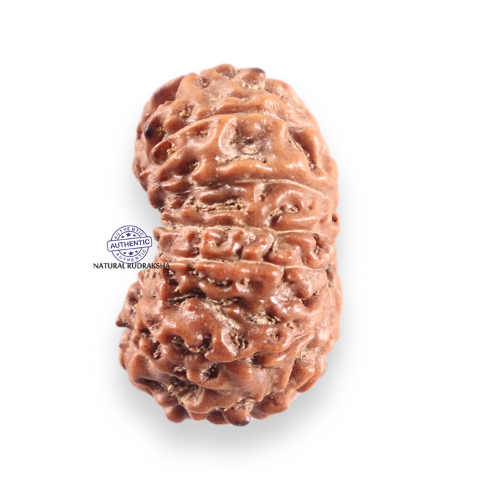 14 mukhi Indonesian Rudraksha -  Bead No.425