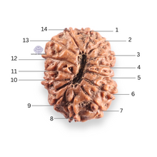 Load image into Gallery viewer, 14 mukhi Indonesian Rudraksha -  Bead No.425
