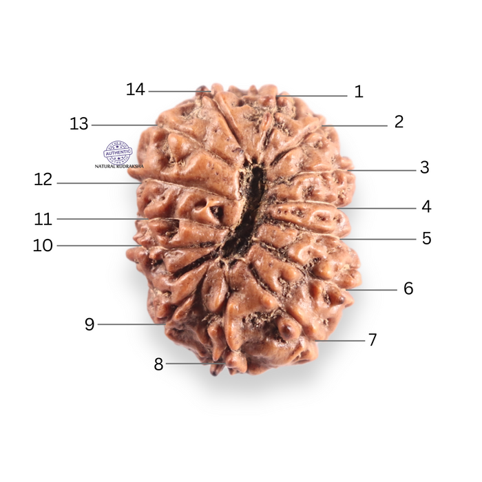 14 mukhi Indonesian Rudraksha -  Bead No.425