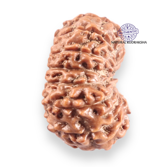 14 mukhi Indonesian Rudraksha -  Bead No.425
