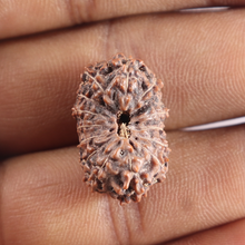 Load image into Gallery viewer, 14 mukhi Indonesian Rudraksha -  Bead No.426
