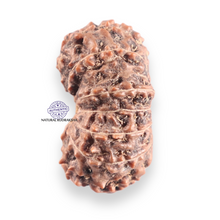 Load image into Gallery viewer, 14 mukhi Indonesian Rudraksha -  Bead No.426
