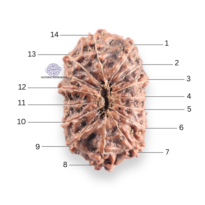 14 mukhi Indonesian Rudraksha -  Bead No.426
