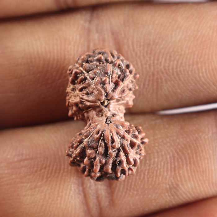 14 mukhi Indonesian Rudraksha -  Bead No.427