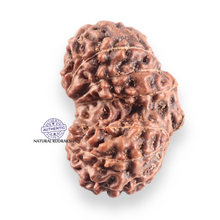 Load image into Gallery viewer, 14 mukhi Indonesian Rudraksha -  Bead No.427
