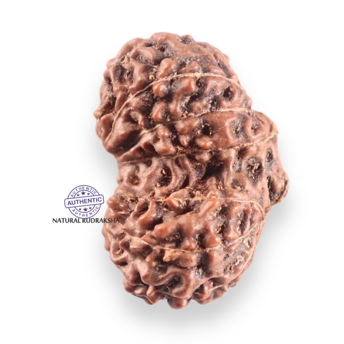 14 mukhi Indonesian Rudraksha -  Bead No.427