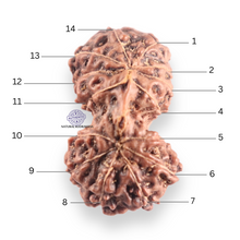 Load image into Gallery viewer, 14 mukhi Indonesian Rudraksha -  Bead No.427
