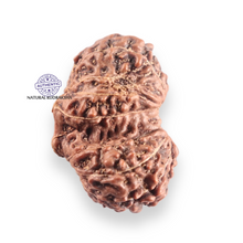 Load image into Gallery viewer, 14 mukhi Indonesian Rudraksha -  Bead No.427
