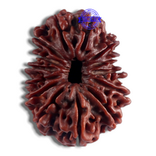 Load image into Gallery viewer, 14 Mukhi Nepalese Rudraksha - Bead No. 123
