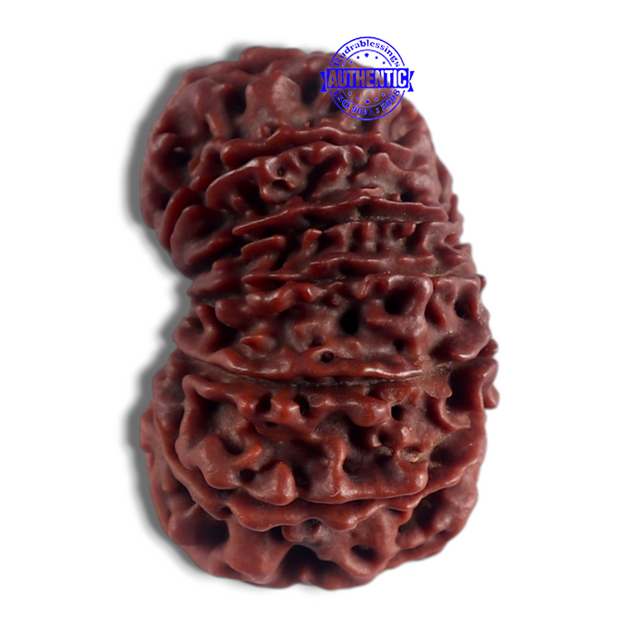 14 Mukhi Nepalese Rudraksha - Bead No. 123