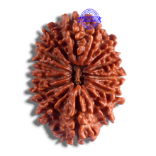 Load image into Gallery viewer, 14 Mukhi Nepalese Rudraksha - Bead No. 130
