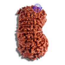 Load image into Gallery viewer, 14 Mukhi Nepalese Rudraksha - Bead No. 130
