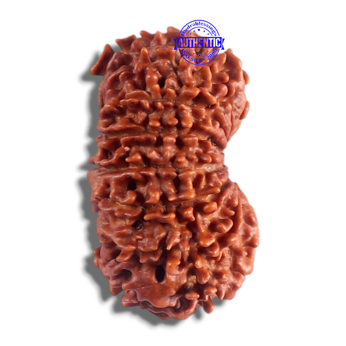 14 Mukhi Nepalese Rudraksha - Bead No. 130