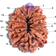 Load image into Gallery viewer, 14 Mukhi Nepalese Rudraksha - Bead No. 305
