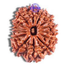 Load image into Gallery viewer, 14 Mukhi Nepalese Rudraksha - Bead No. 305
