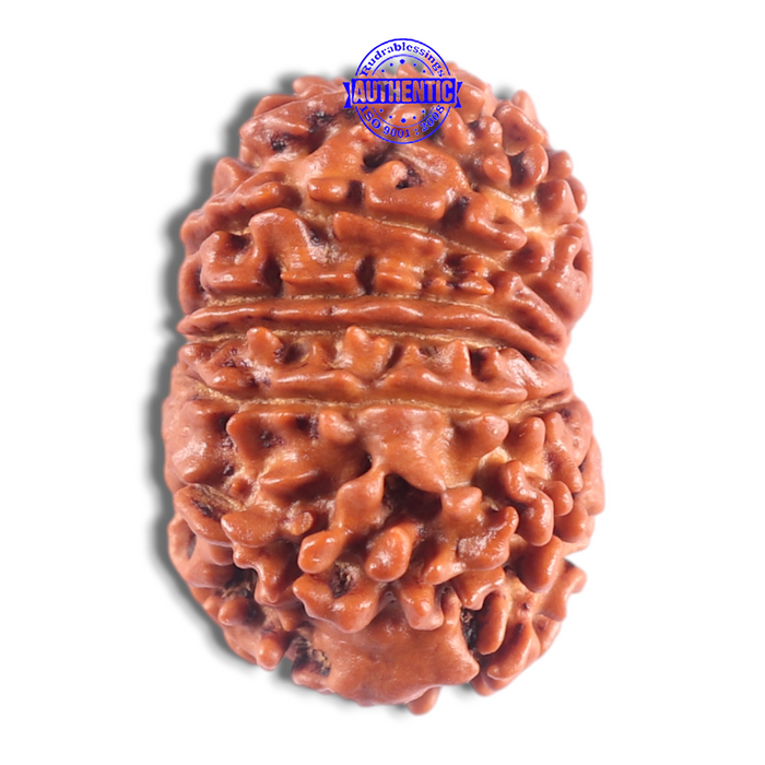14 Mukhi Nepalese Rudraksha - Bead No. 305