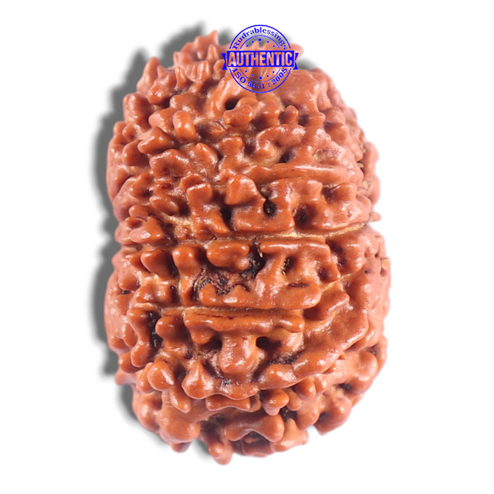 14 Mukhi Nepalese Rudraksha - Bead No. 305