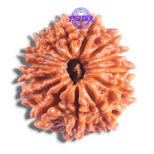 Load image into Gallery viewer, 14 Mukhi Nepalese Rudraksha - Bead No. 387
