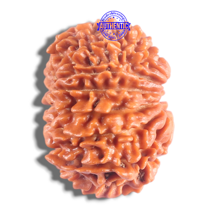 14 Mukhi Nepalese Rudraksha - Bead No. 387