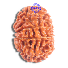 Load image into Gallery viewer, 14 Mukhi Nepalese Rudraksha - Bead No. 387
