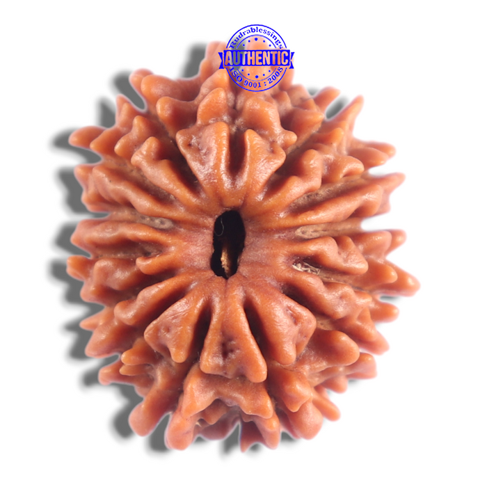 14 Mukhi Nepalese Rudraksha - Bead No. 388