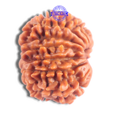 Load image into Gallery viewer, 14 Mukhi Nepalese Rudraksha - Bead No. 388
