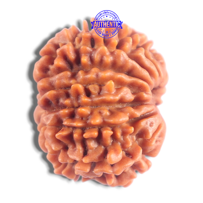 14 Mukhi Nepalese Rudraksha - Bead No. 388