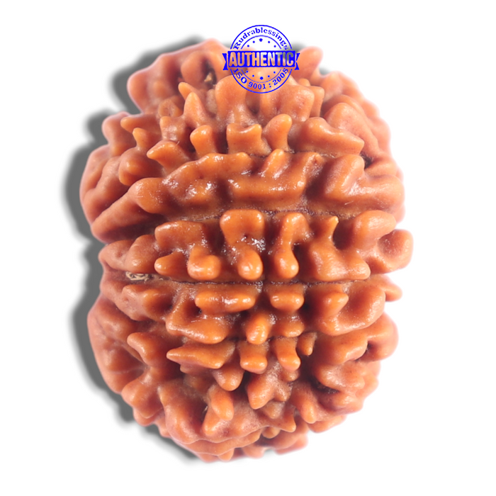 14 Mukhi Nepalese Rudraksha - Bead No. 388