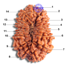 Load image into Gallery viewer, 14 Mukhi Nepalese Rudraksha - Bead No. 389
