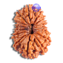 Load image into Gallery viewer, 14 Mukhi Nepalese Rudraksha - Bead No. 389
