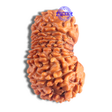 Load image into Gallery viewer, 14 Mukhi Nepalese Rudraksha - Bead No. 389

