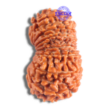 Load image into Gallery viewer, 14 Mukhi Nepalese Rudraksha - Bead No. 389
