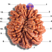 Load image into Gallery viewer, 14 Mukhi Nepalese Rudraksha - Bead No. 390
