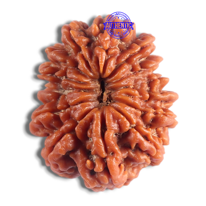 14 Mukhi Nepalese Rudraksha - Bead No. 390