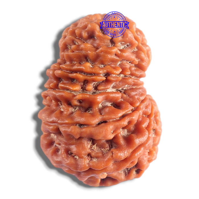 14 Mukhi Nepalese Rudraksha - Bead No. 390