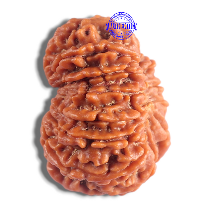 14 Mukhi Nepalese Rudraksha - Bead No. 390