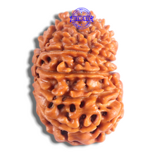 Load image into Gallery viewer, 14 Mukhi Nepalese Rudraksha - Bead No. 392
