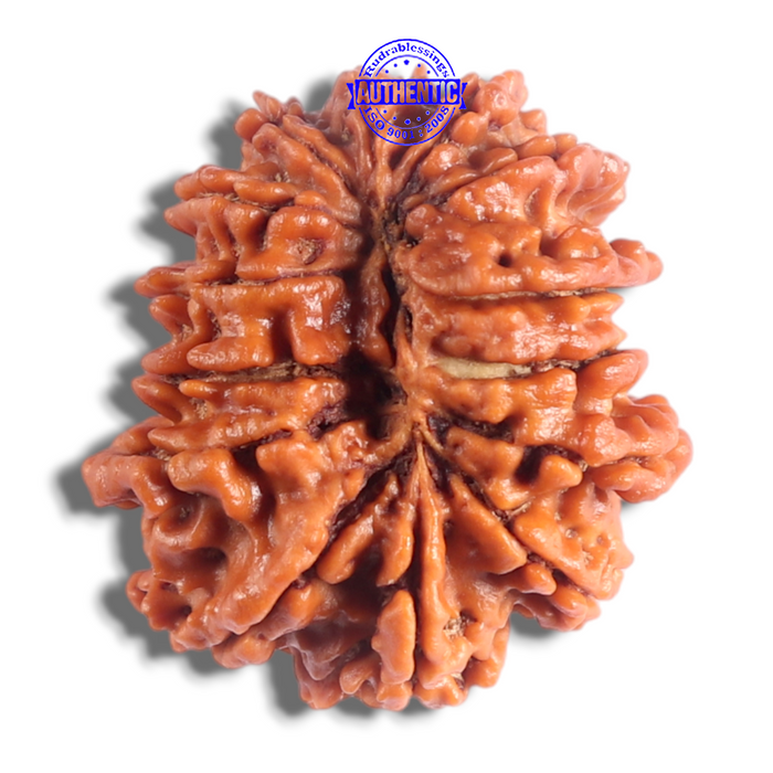 14 Mukhi Nepalese Rudraksha - Bead No. 394