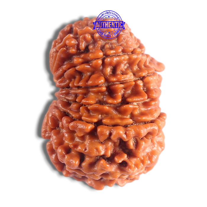 14 Mukhi Nepalese Rudraksha - Bead No. 394