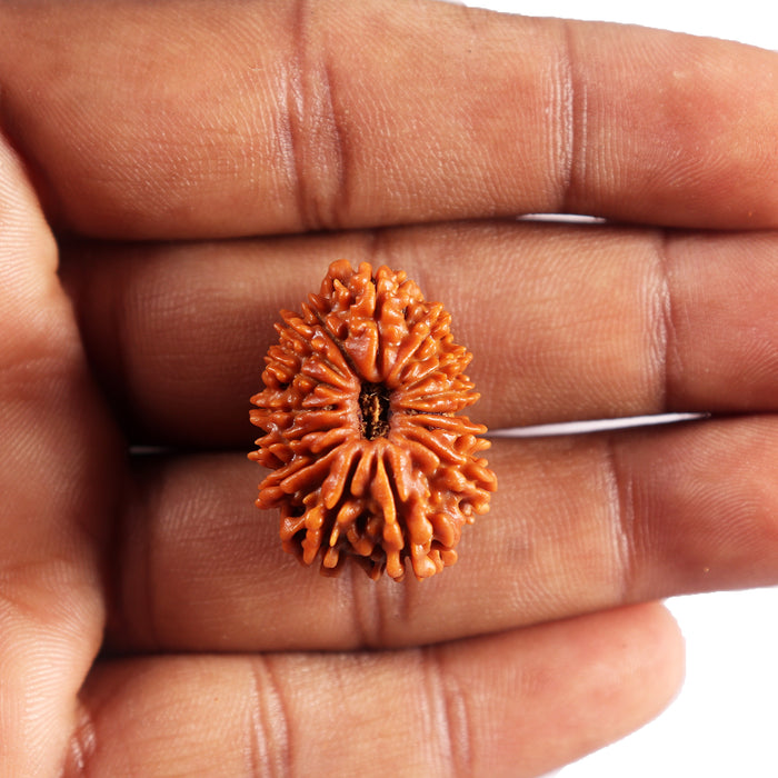 14 Mukhi Nepalese Rudraksha - Bead No. 380